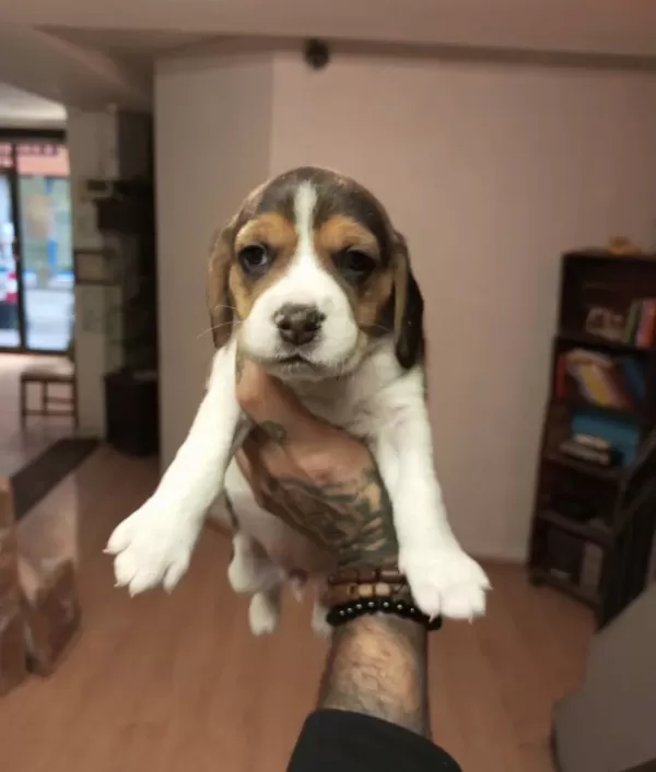 Beagle Yavrularım Sağlık Ve Irk Garantilidir