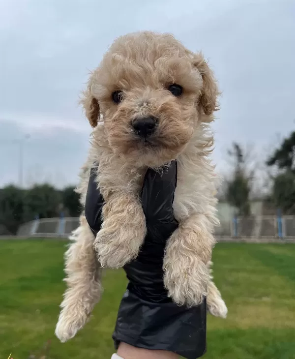 Irkının En Guzelii Maltipoo Bebekler