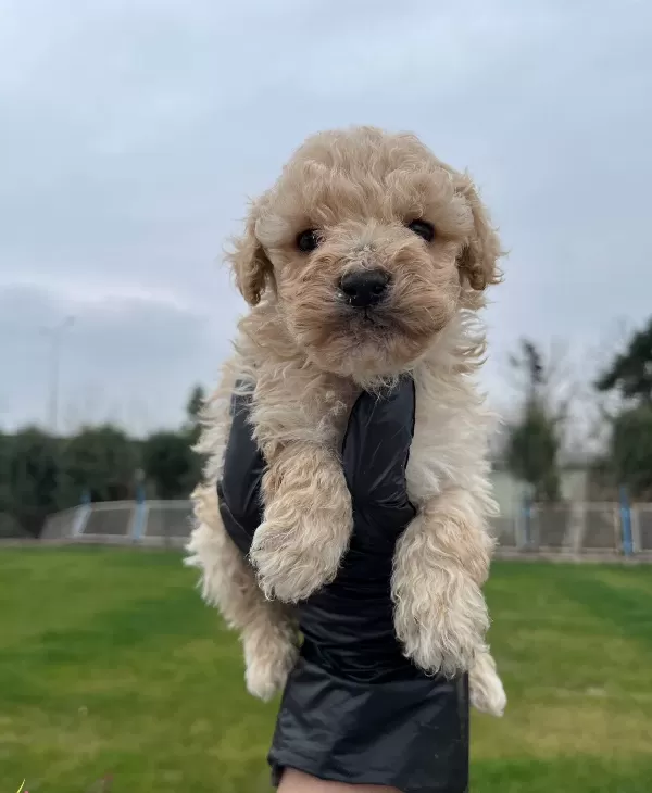 Irkının En Guzelii Maltipoo Bebekler