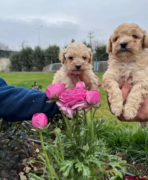 Irkının En Guzelii Maltipoo Bebekler