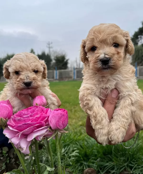 Irkının En Guzelii Maltipoo Bebekler