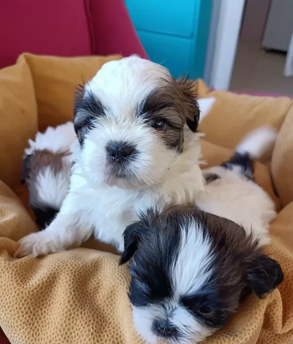 Sitsu Erkek Bebek Guzelligi Pet Eğitimli