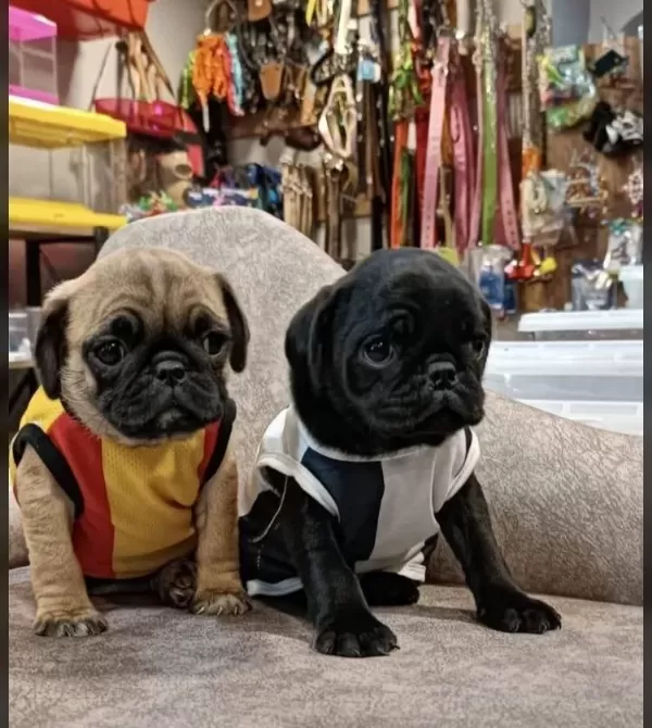 Pug Mops Yavrularımız