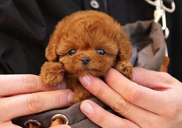 Poodle Irkının En Guzelleri