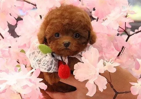 Poodle Irkının En Guzelleri