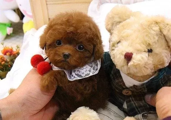 Poodle Irkının En Guzelleri