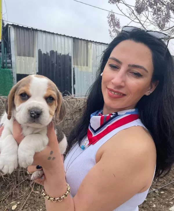 Beagle Yavrularım Sağlık Ve Irk Garantilidir