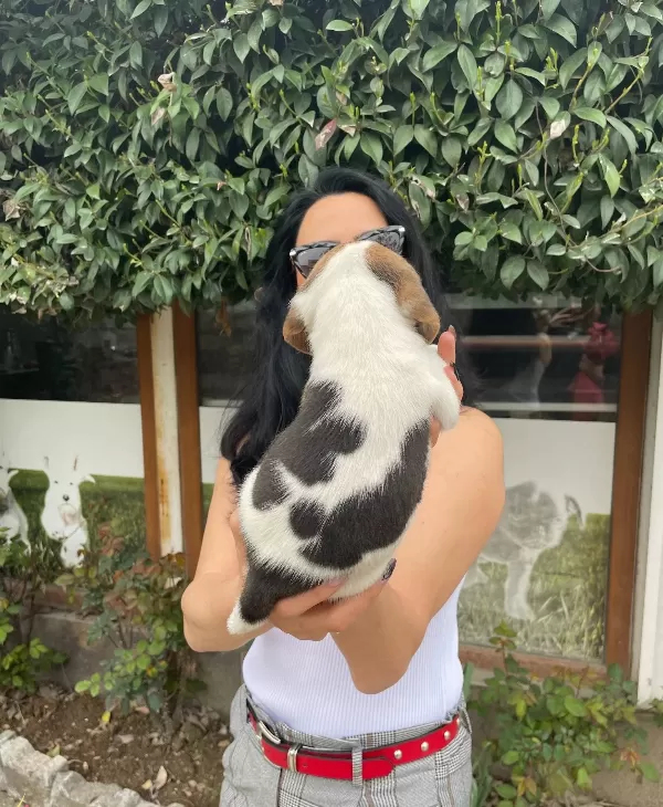 Beagle Yavrularım Sağlık Ve Irk Garantilidir