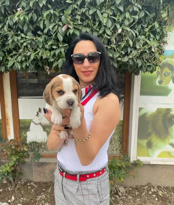 Beagle Yavrularım Sağlık Ve Irk Garantilidir