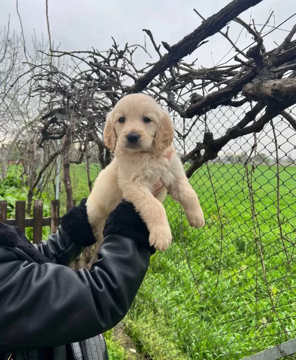 Harika Anatomi Bebek yüzlü Golden Retriever Yavrular