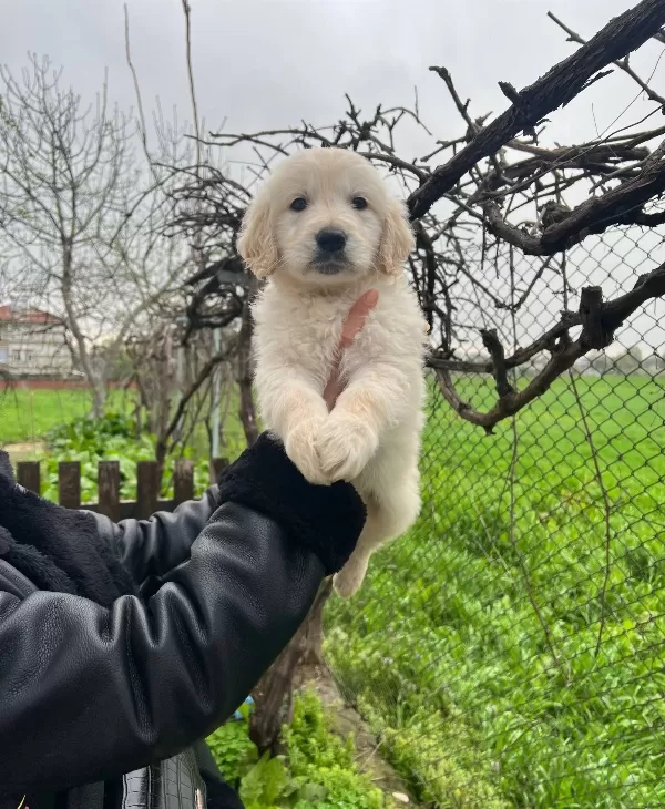 Harika Anatomi Bebek yüzlü Golden Retriever Yavrular