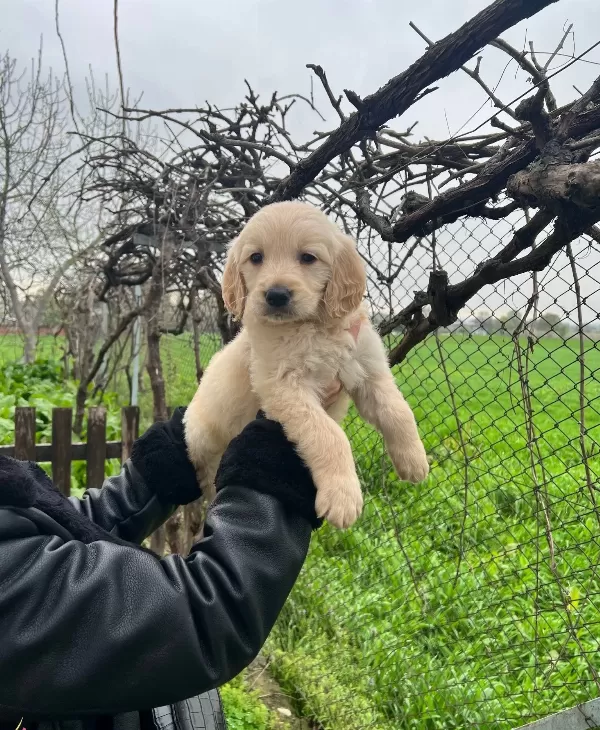 Harika Anatomi Bebek yüzlü Golden Retriever Yavrular