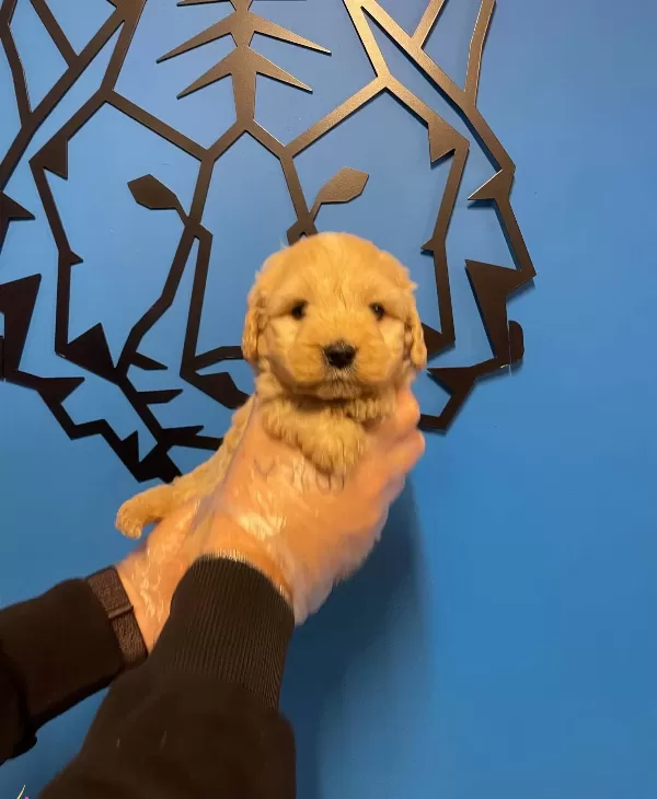 Bebek Yüz Maltipoo Yavrularımız