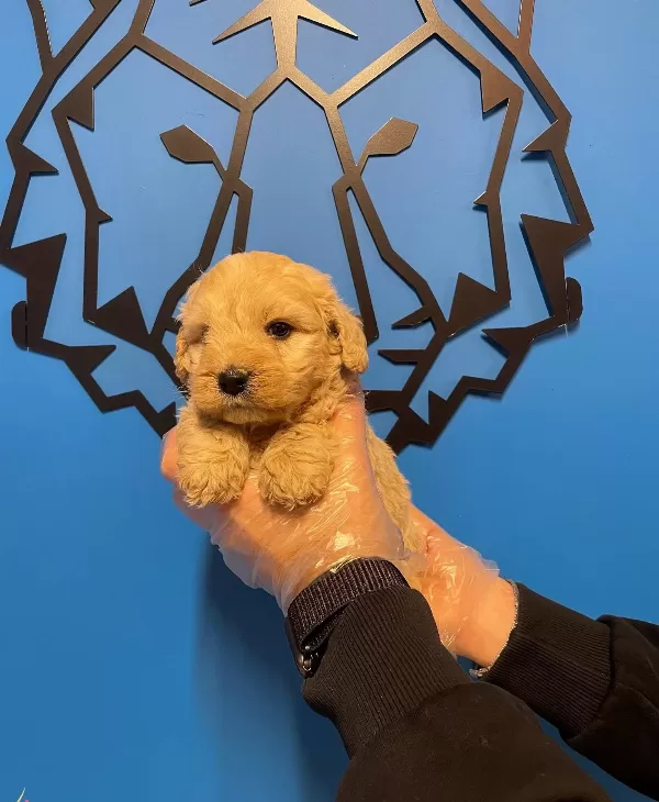 Bebek Yüz Maltipoo Yavrularımız