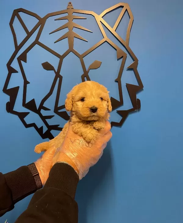 Bebek Yüz Maltipoo Yavrularımız