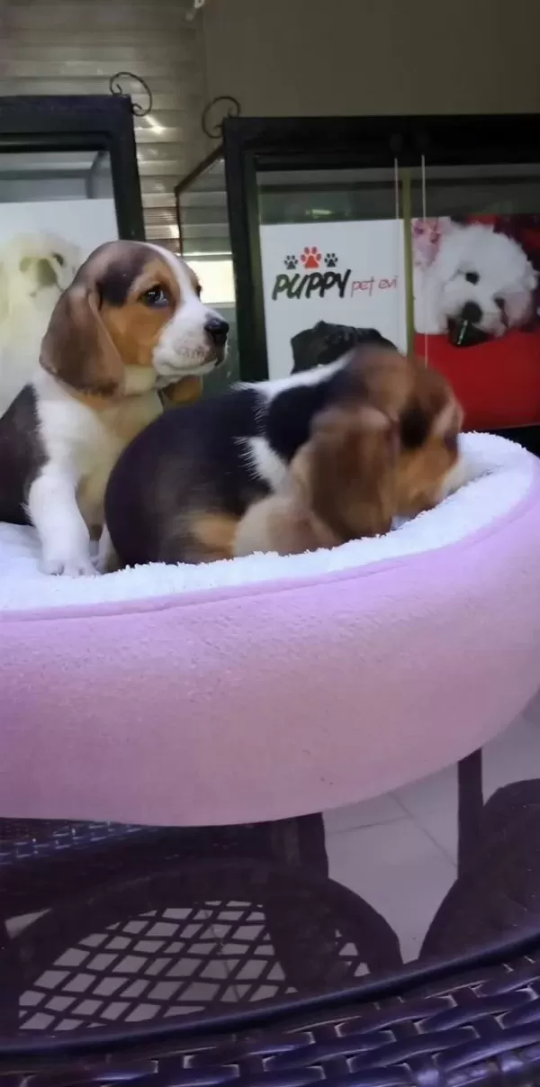 Safkan Irk Garantili Beagle Bebekler