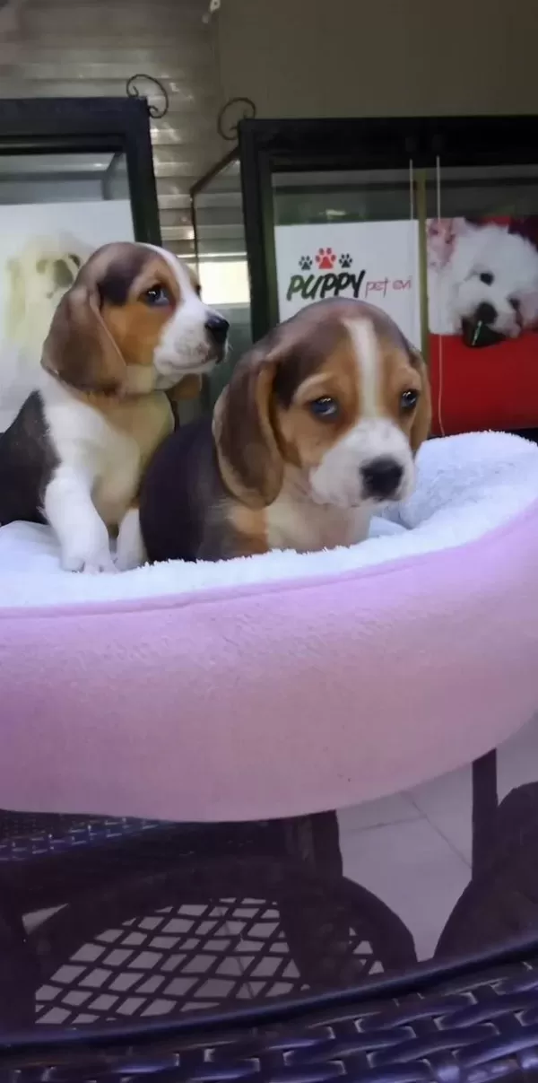Safkan Irk Garantili Beagle Bebekler