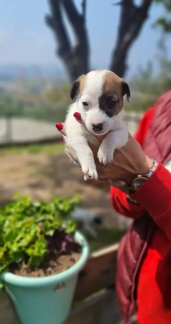 Tek Goz Korsan Maskeli Tricolor Jack Russell Yavrusu