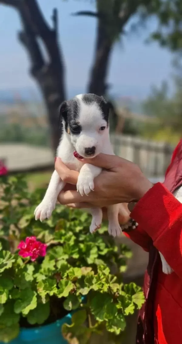 Tek Goz Korsan Maskeli Tricolor Jack Russell Yavrusu