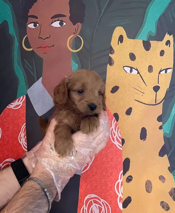 Red Brown Maltipoo Bebeklerimiz