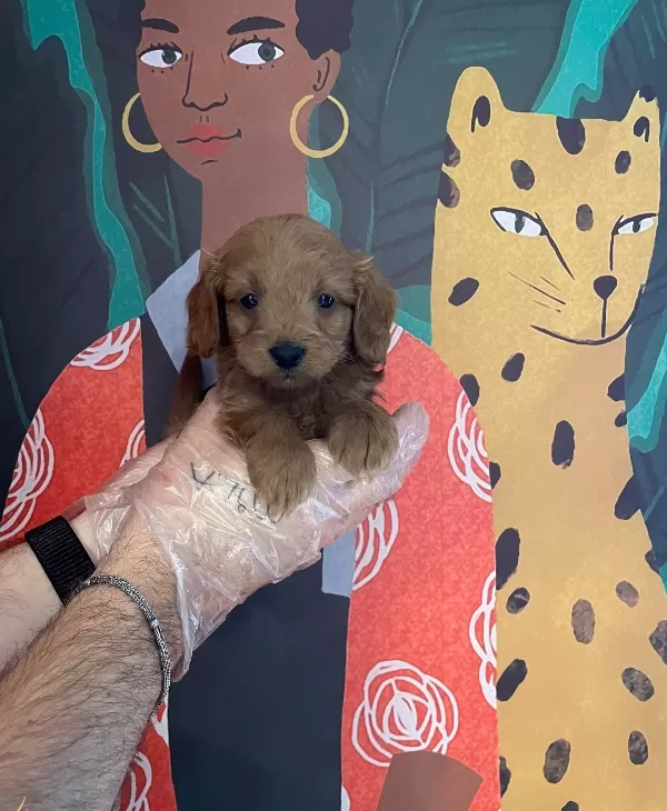 Red Brown Maltipoo Bebeklerimiz