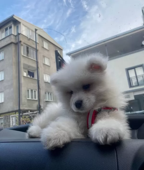 Sağlık Garantili Samoyed Yavruları