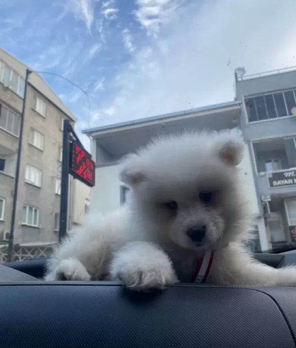 Sağlık Garantili Samoyed Yavruları