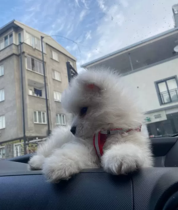 Sağlık Garantili Samoyed Yavruları