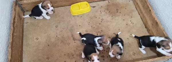 Safkan Irk Garantili Beagle Bebekler