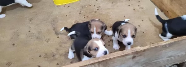 Safkan Irk Garantili Beagle Bebekler