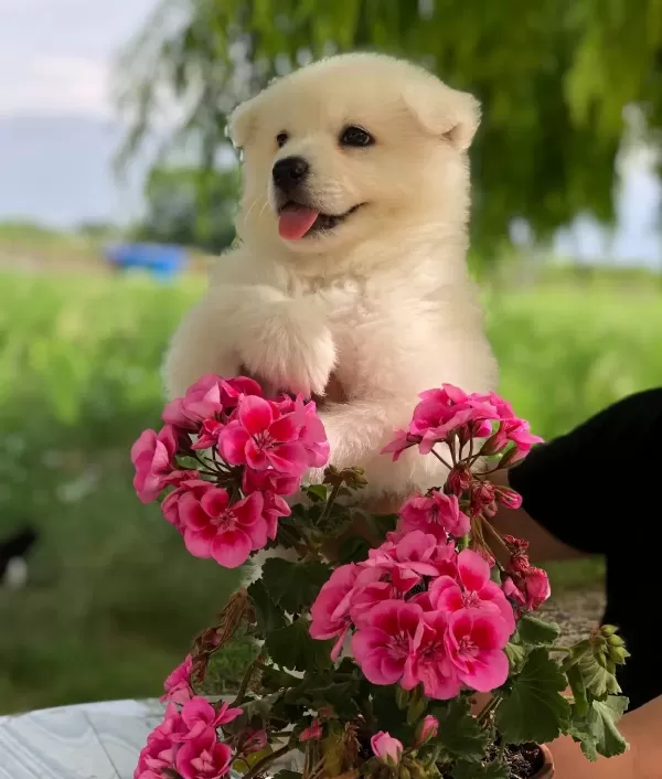 A Kalite Safkan Samoyed Bebeklerimiz