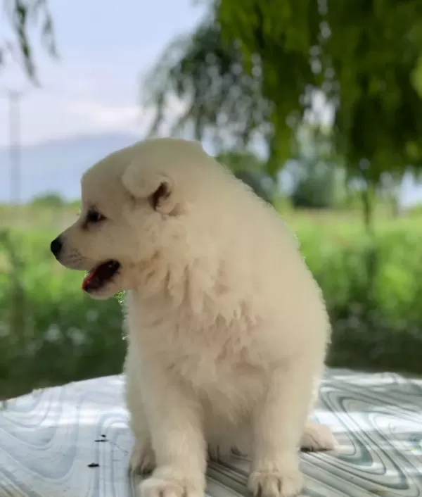 A Kalite Safkan Samoyed Bebeklerimiz