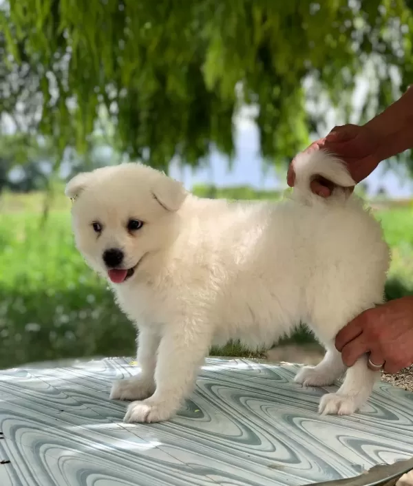 A Kalite Safkan Samoyed Bebeklerimiz