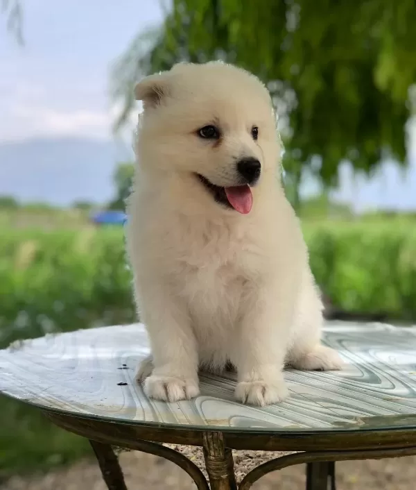 A Kalite Safkan Samoyed Bebeklerimiz