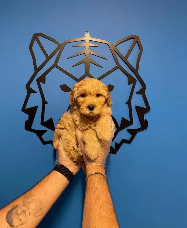 Bebek yüzlü Maltipoo Yavrularımız