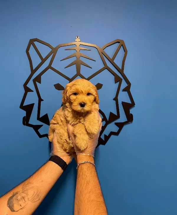 Bebek yüzlü Maltipoo Yavrularımız