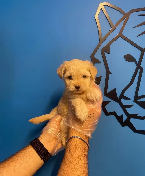 Bebek Yüz Cok Ozel Maltipoo Yavrularımız