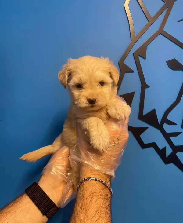 Bebek Yüz Cok Ozel Maltipoo Yavrularımız