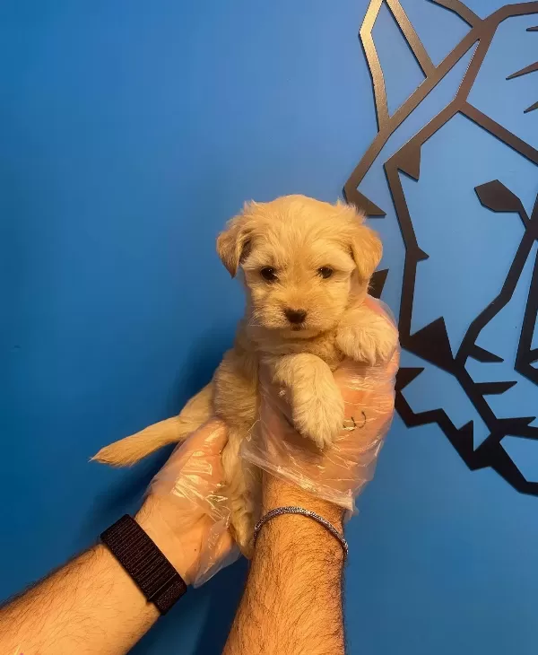 Bebek Yüz Cok Ozel Maltipoo Yavrularımız