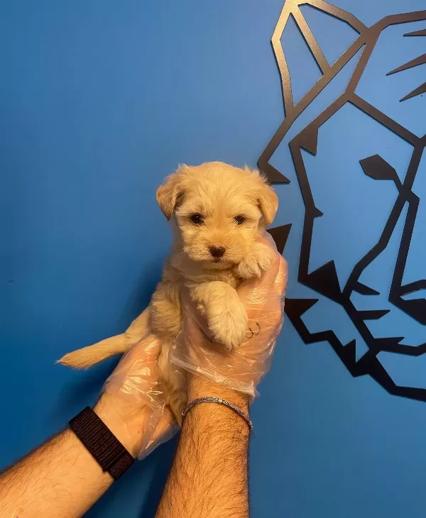 Bebek Yüz Cok Ozel Maltipoo Yavrularımız