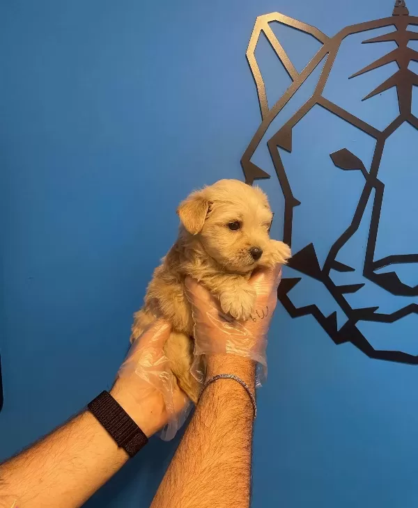 Irk Garantili Maltipoo Yavrularımız