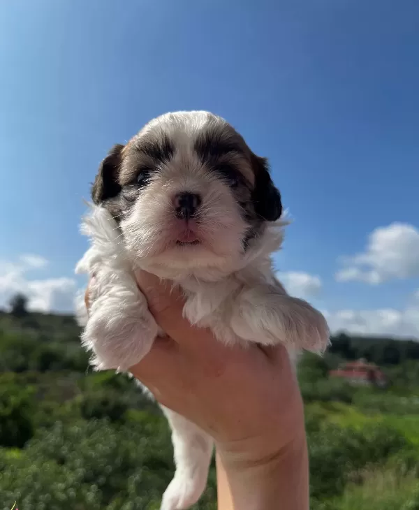 Mukemmel Renklerde Shih Tzu Kız Bebek