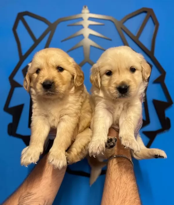 Baby Face Golden Retriever Yavruları