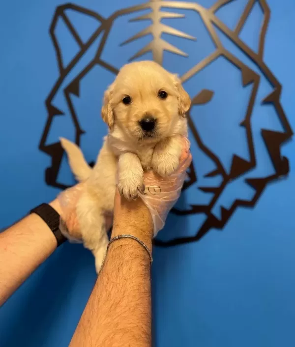 Baby Face Golden Retriever Yavruları