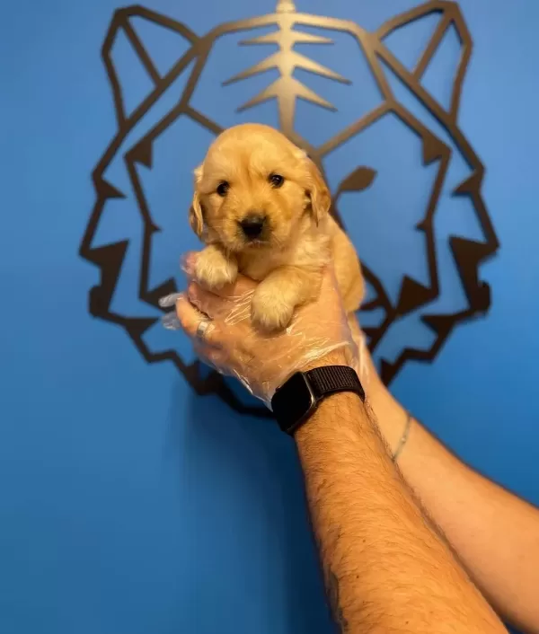 Baby Face Golden Retriever Yavruları