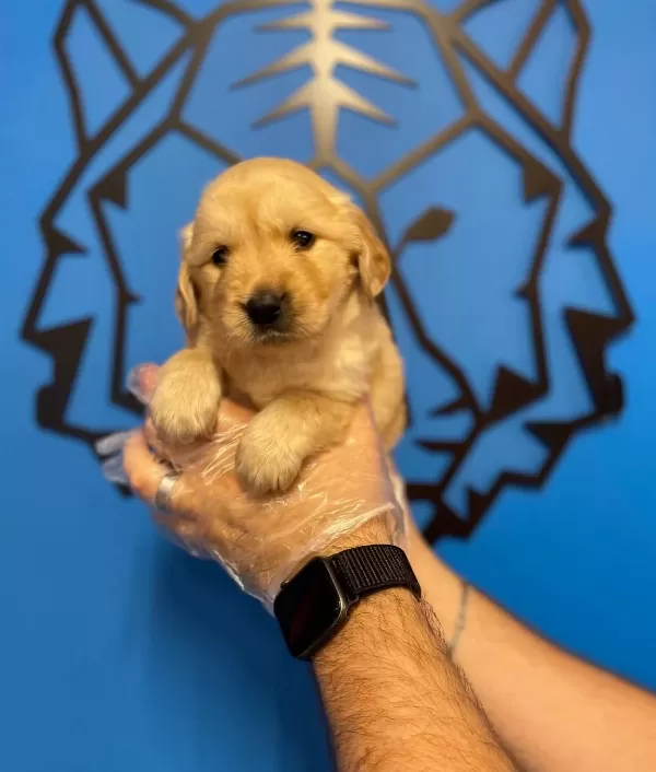 Baby Face Golden Retriever Yavruları