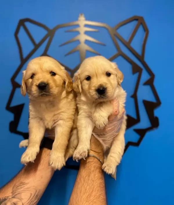 Baby Face Golden Retriever Yavruları