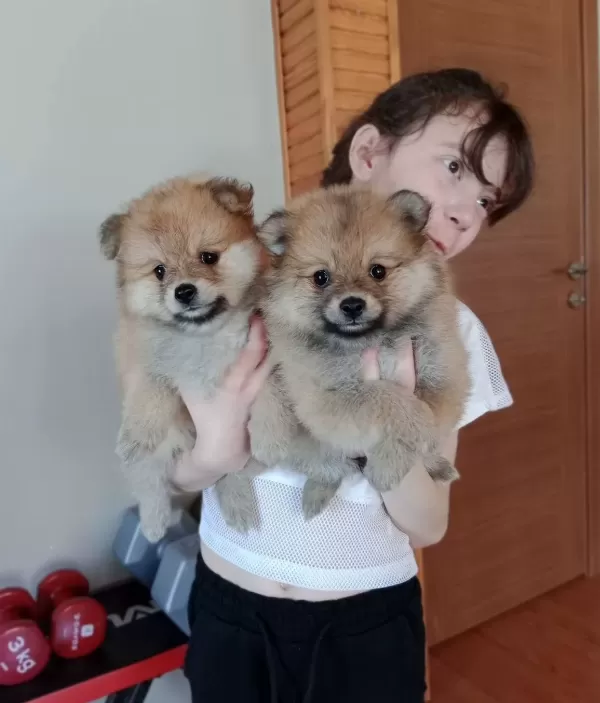 Irk Garantili Pomeranian Boo Yavrularımız