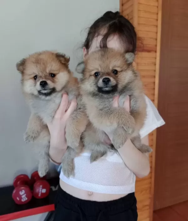 Irk Garantili Pomeranian Boo Yavrularımız