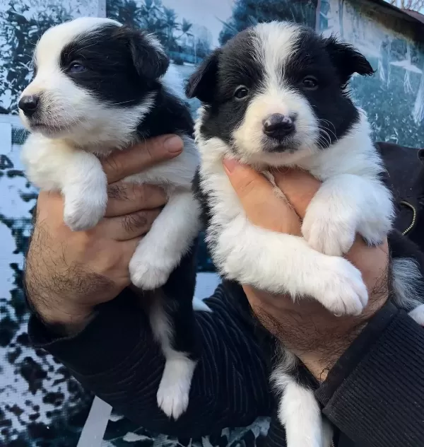 Mukemmel Border Collie Yavrularım